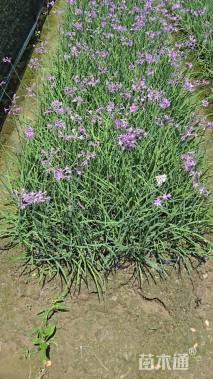 高度20厘米紫娇花