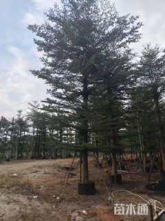 18公分小叶榄仁