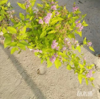 高度30厘米金山绣线菊