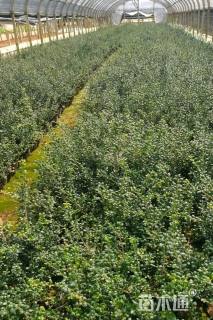 高度35厘米龟甲冬青