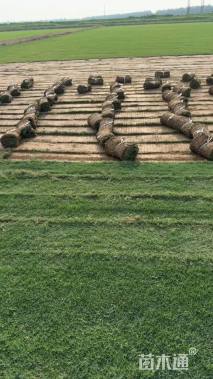 草块状中华结缕草