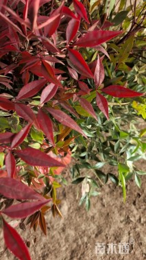 高度50厘米南天竹小苗