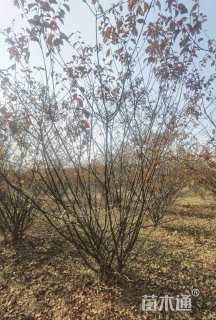 高度250厘米丛生榆叶梅