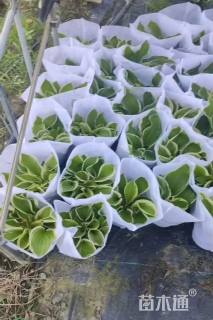 高度20厘米玉簪