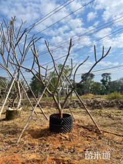 5公分红花鸡蛋花