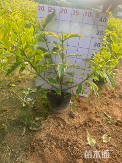 高度10厘米金边假连翘