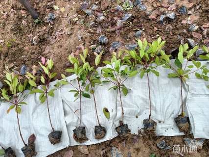 0.3公分红叶石楠