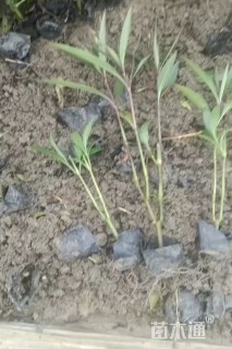 高度30厘米翠芦莉