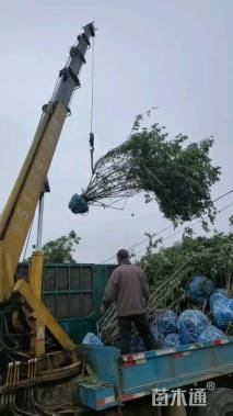 高度250厘米丛生金银木