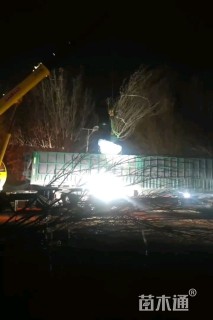 高度300厘米丛生金叶白蜡