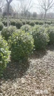 冠幅150厘米卫矛球