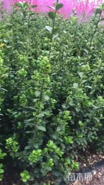 高度160厘米北海道黄杨
