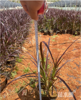 高度25厘米紫叶狼尾草