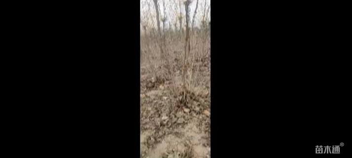 高度150厘米丛生紫荆