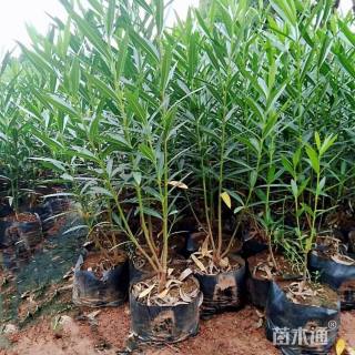 高度30厘米夹竹桃