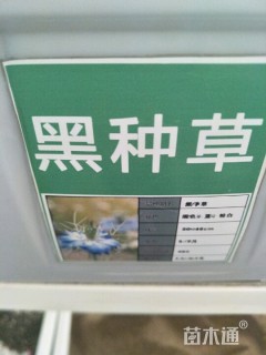 黑草种