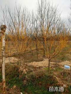 8公分矮接金枝槐