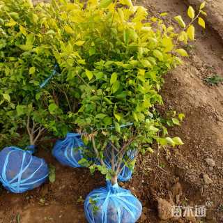 高度80厘米红瑞木