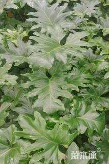 高度50厘米春羽