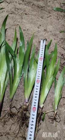 高度40厘米鸢尾