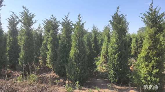 高度2500厘米蜀桧