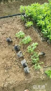 高度30厘米海桐