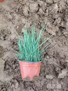 高度16厘米粉黛乱子草