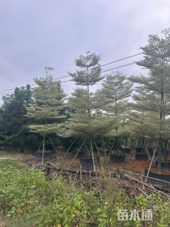 10公分锦叶榄仁