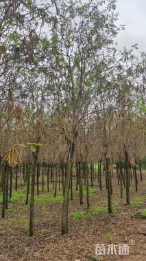 10公分黄花风铃木