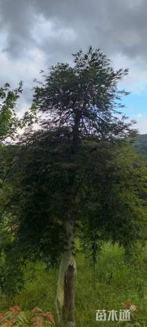 15公分石榴红羽毛枫