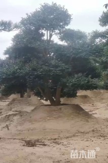 15公分造型茶梅