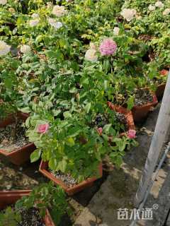 高度35厘米月季