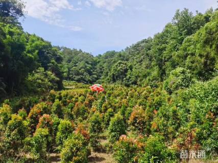 高度150厘米红车