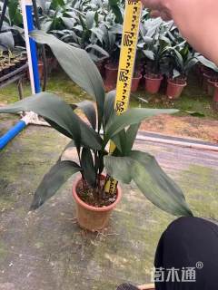 高度60厘米一叶兰小红盆