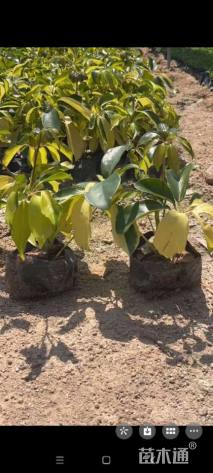 高度20厘米澳洲鸭脚木