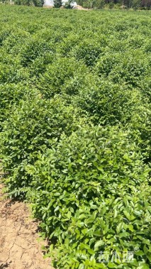 冠幅50厘米小叶女贞球