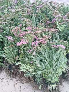 高度30厘米景天