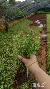 高度15厘米红花酢浆草