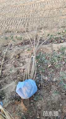 高度100厘米紫穗槐