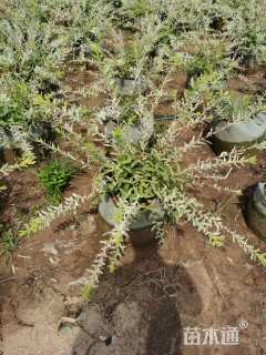 高度80厘米杞柳