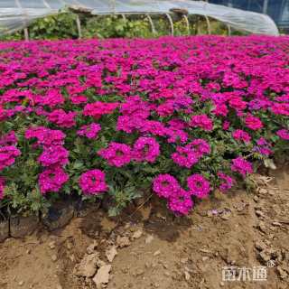 高度30厘米美女樱