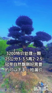 高度150厘米红花继木