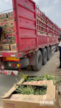 高度15厘米长春花