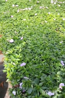 高度20厘米凤仙花