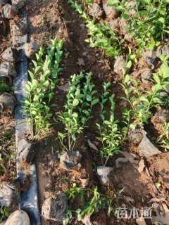 高度50厘米卫矛小苗