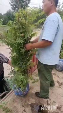 高度120厘米珍珠梅