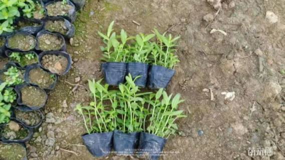 高度10厘米千屈菜