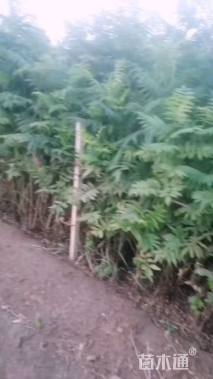 高度30厘米珍珠梅