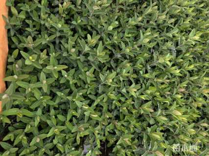 高度30厘米金丝桃