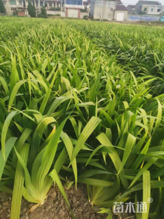 高度30厘米鸢尾